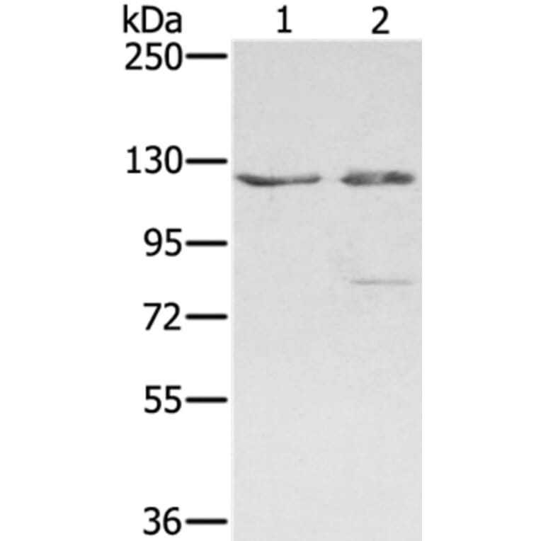 SMC6 Antibody from Signalway Antibody (37958) - Antibodies.com