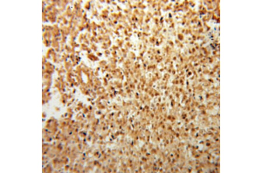 Immunohistochemistry - FGF2 antibody from Signalway Antibody (38109) - Antibodies.com