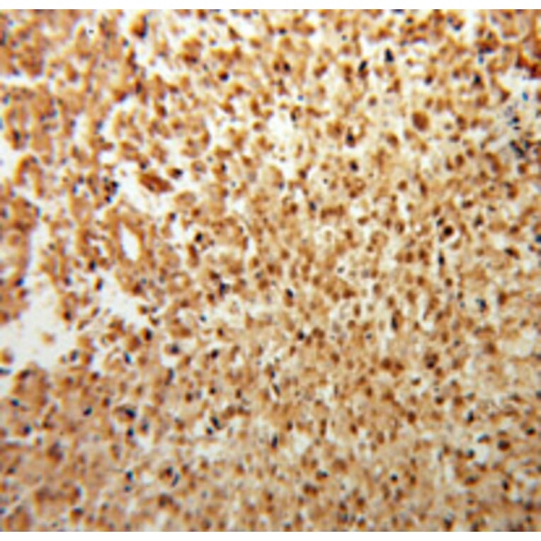 Immunohistochemistry - FGF2 antibody from Signalway Antibody (38109) - Antibodies.com