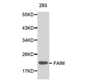 Western blot - FAIM antibody from Signalway Antibody (38142) - Antibodies.com