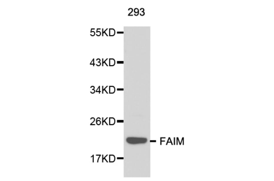 Western blot - FAIM antibody from Signalway Antibody (38142) - Antibodies.com