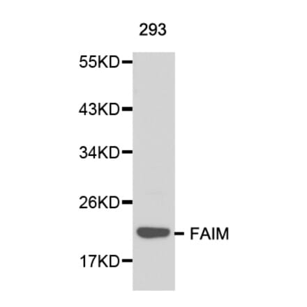 Western blot - FAIM antibody from Signalway Antibody (38142) - Antibodies.com