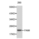 Western blot - FAIM antibody from Signalway Antibody (38142) - Antibodies.com