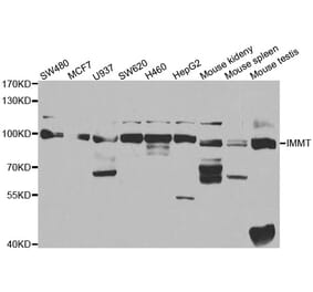 Western blot - IMMT antibody from Signalway Antibody (38458) - Antibodies.com