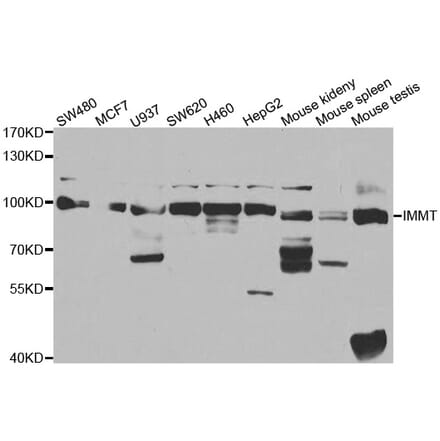 Western blot - IMMT antibody from Signalway Antibody (38458) - Antibodies.com