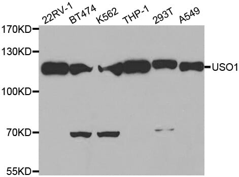 Western blot analysis of extracts of various cell lines, using USO1 antibody.