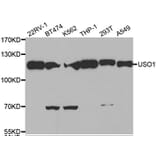 Western blot - USO1 antibody from Signalway Antibody (38470) - Antibodies.com