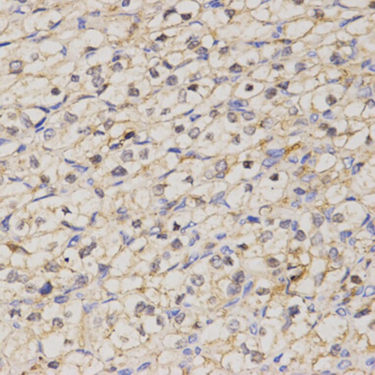 Immunohistochemistry - GJC2 antibody from Signalway Antibody (38478) - Antibodies.com