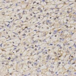 Immunohistochemistry - GJC2 antibody from Signalway Antibody (38478) - Antibodies.com