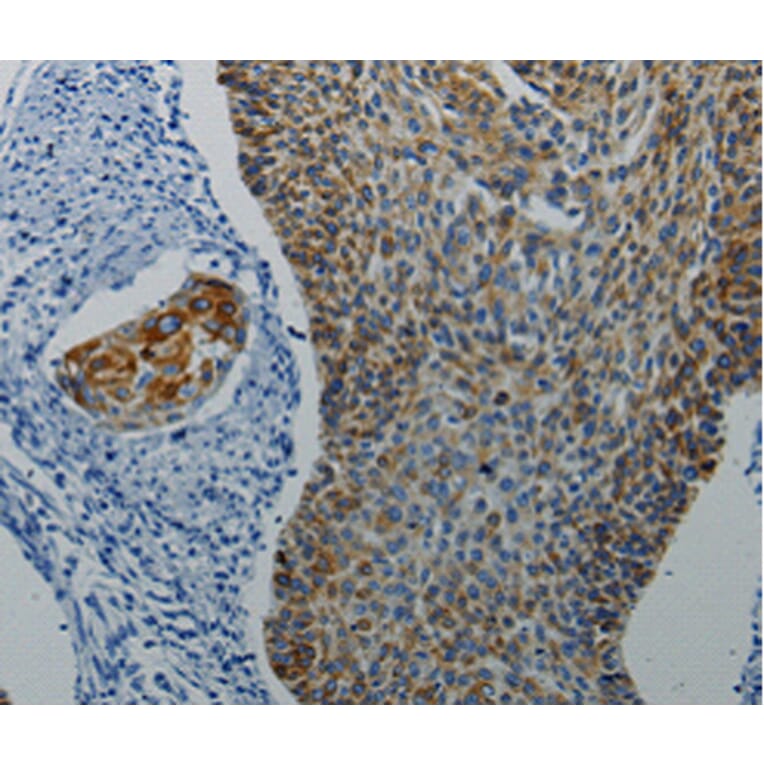 Immunohistochemistry - DRD4 antibody from Signalway Antibody (38483) - Antibodies.com