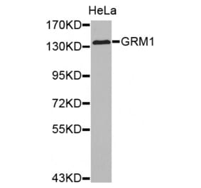 Western blot - GRM1 antibody from Signalway Antibody (38510) - Antibodies.com