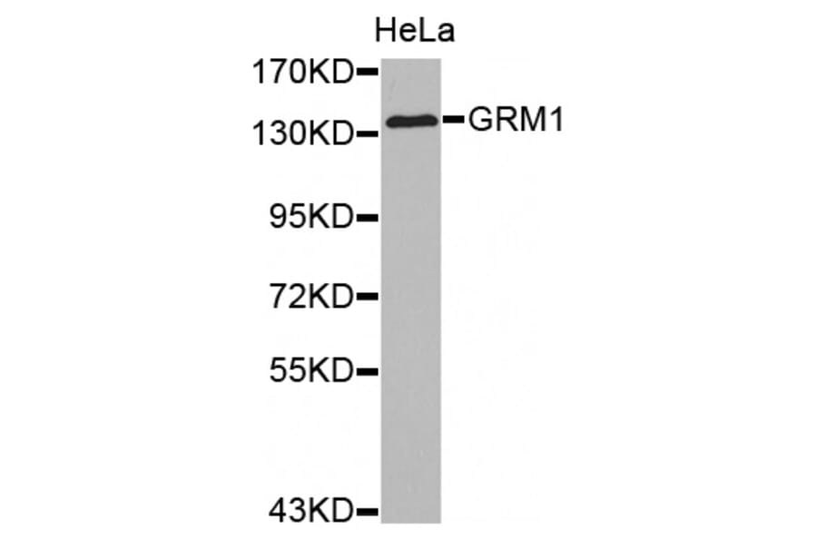 Western blot - GRM1 antibody from Signalway Antibody (38510) - Antibodies.com