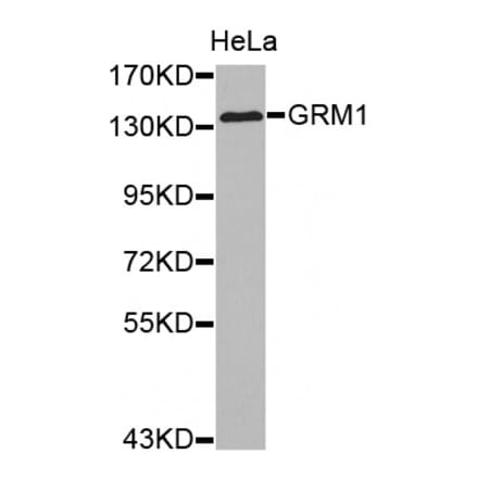 Western blot - GRM1 antibody from Signalway Antibody (38510) - Antibodies.com