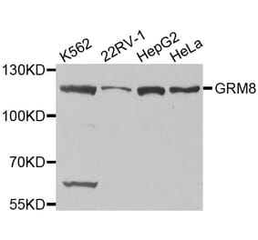 Western blot - GRM8 antibody from Signalway Antibody (38511) - Antibodies.com