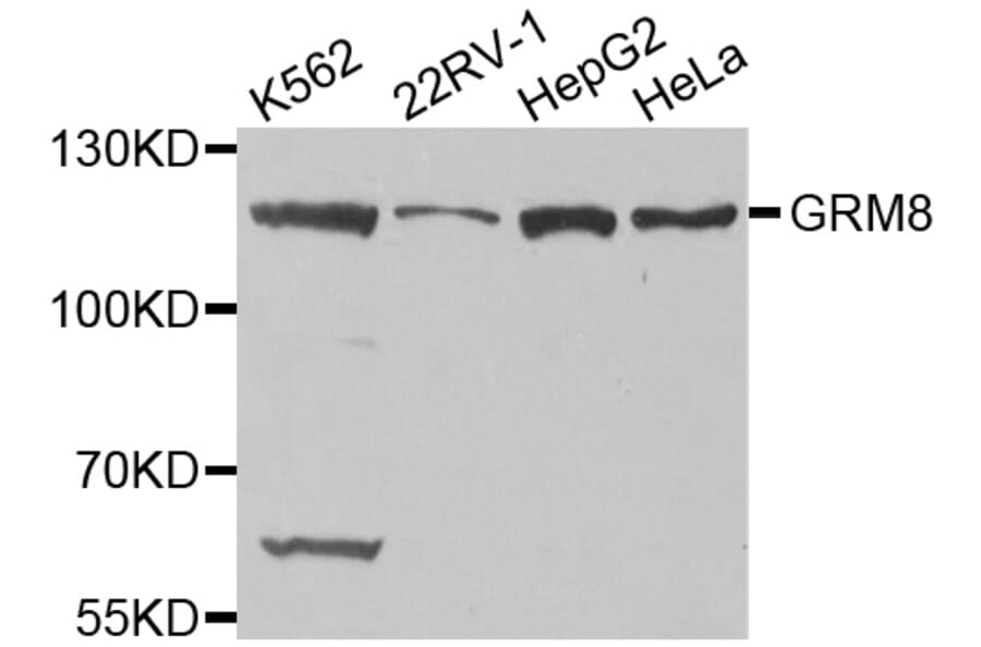 Western blot - GRM8 antibody from Signalway Antibody (38511) - Antibodies.com