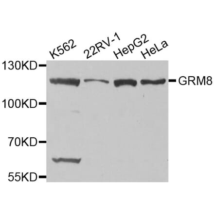 Western blot - GRM8 antibody from Signalway Antibody (38511) - Antibodies.com