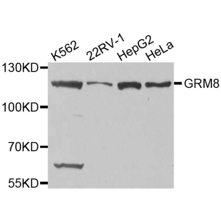 Western blot - GRM8 antibody from Signalway Antibody (38511) - Antibodies.com