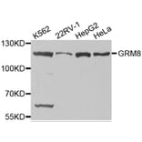 Western blot - GRM8 antibody from Signalway Antibody (38511) - Antibodies.com