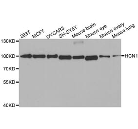 Western blot - HCN1 antibody from Signalway Antibody (38515) - Antibodies.com