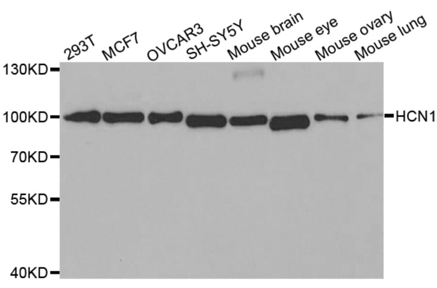 Western blot - HCN1 antibody from Signalway Antibody (38515) - Antibodies.com