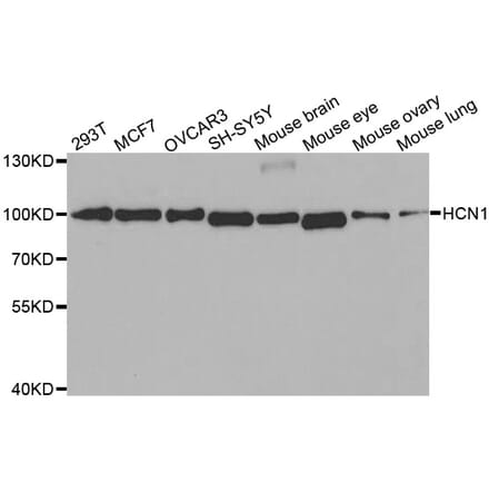Western blot - HCN1 antibody from Signalway Antibody (38515) - Antibodies.com