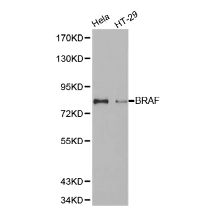 Western blot - BRAF antibody from Signalway Antibody (38525) - Antibodies.com