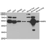 Western blot - MMP8 antibody from Signalway Antibody (38543) - Antibodies.com