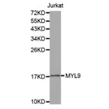 Western blot - MYL9 antibody from Signalway Antibody (38548) - Antibodies.com