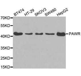 Western blot - PAWR antibody from Signalway Antibody (38558) - Antibodies.com
