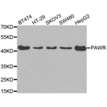 Western blot - PAWR antibody from Signalway Antibody (38558) - Antibodies.com