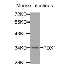 Western blot - PDX1 antibody from Signalway Antibody (38563) - Antibodies.com