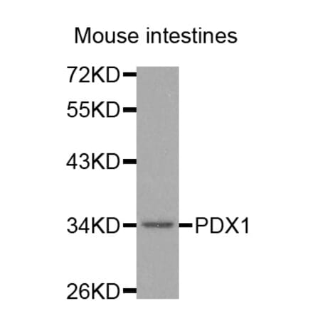 Western blot - PDX1 antibody from Signalway Antibody (38563) - Antibodies.com