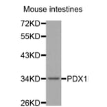 Western blot - PDX1 antibody from Signalway Antibody (38563) - Antibodies.com