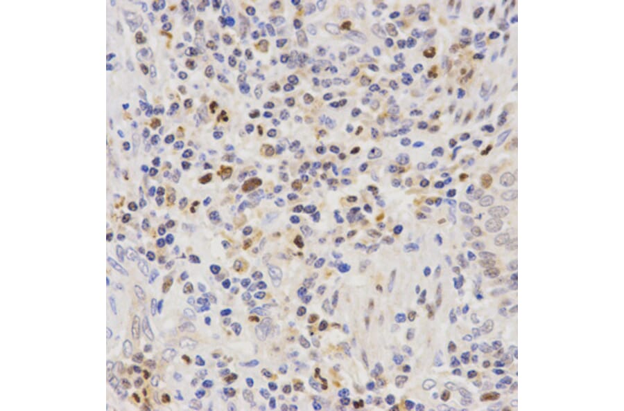 Immunohistochemistry - SCTR antibody from Signalway Antibody (38595) - Antibodies.com