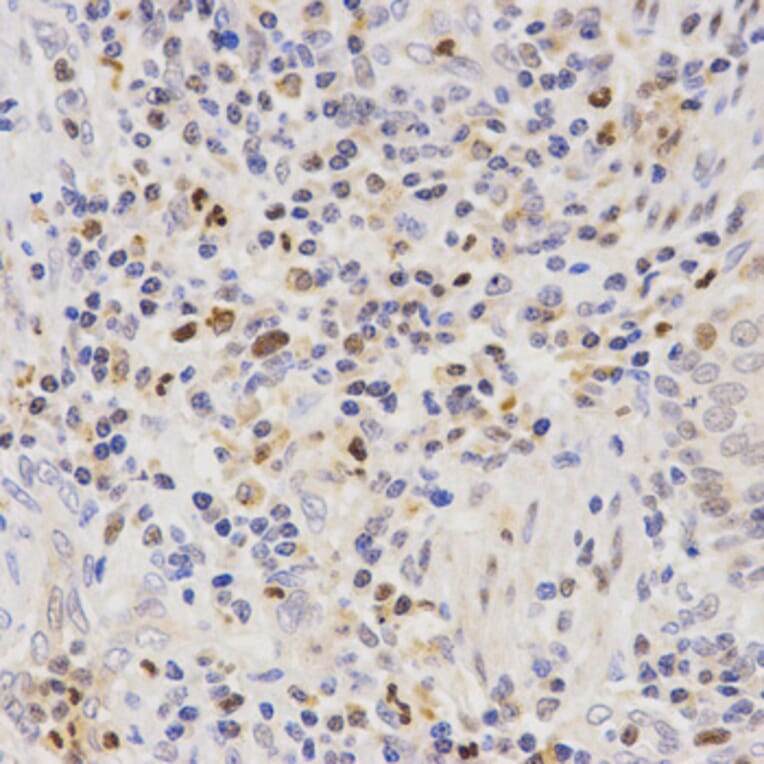 Immunohistochemistry - SCTR antibody from Signalway Antibody (38595) - Antibodies.com