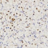 Immunohistochemistry - SCTR antibody from Signalway Antibody (38595) - Antibodies.com