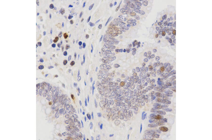 Immunohistochemistry - SCTR antibody from Signalway Antibody (38595) - Antibodies.com