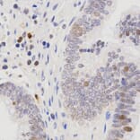 Immunohistochemistry - SCTR antibody from Signalway Antibody (38595) - Antibodies.com