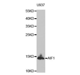 Western blot - AIF1 antibody from Signalway Antibody (38603) - Antibodies.com