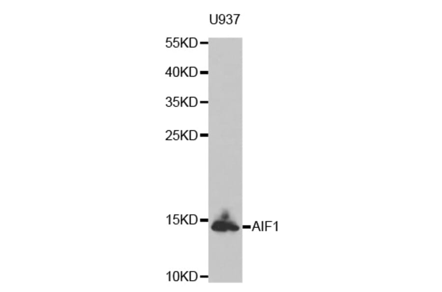 Western blot - AIF1 antibody from Signalway Antibody (38603) - Antibodies.com