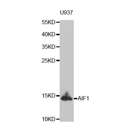Western blot - AIF1 antibody from Signalway Antibody (38603) - Antibodies.com
