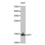 Western blot - AIF1 antibody from Signalway Antibody (38603) - Antibodies.com