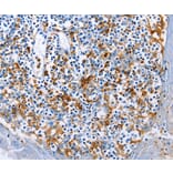 Immunohistochemistry - AIF1 antibody from Signalway Antibody (38603) - Antibodies.com