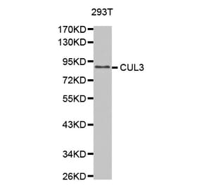 Western blot - CUL3 antibody from Signalway Antibody (38610) - Antibodies.com