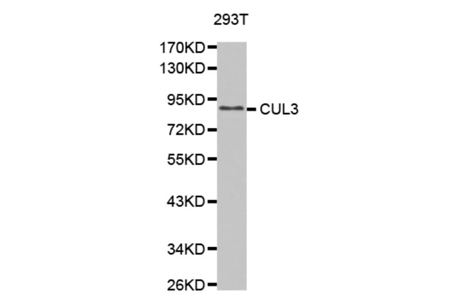 Western blot - CUL3 antibody from Signalway Antibody (38610) - Antibodies.com