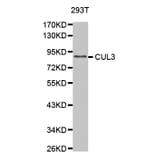 Western blot - CUL3 antibody from Signalway Antibody (38610) - Antibodies.com