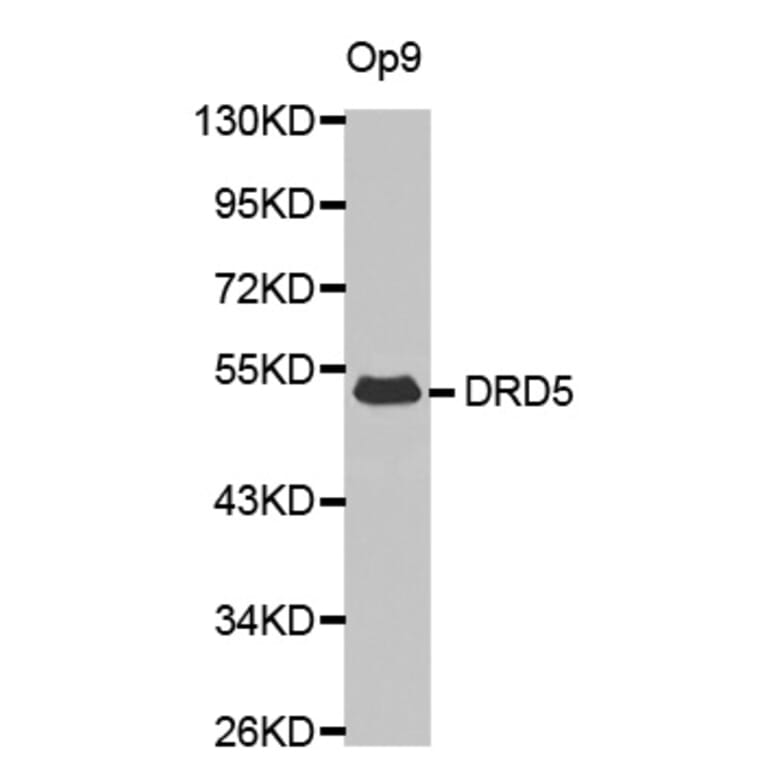 Western blot - DRD5 antibody from Signalway Antibody (38612) - Antibodies.com