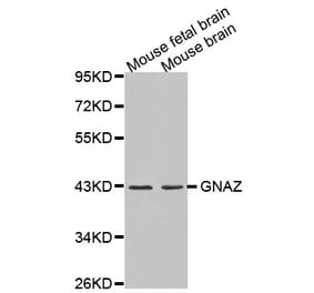 Western blot - GNAZ antibody from Signalway Antibody (38615) - Antibodies.com