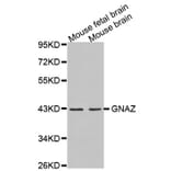 Western blot - GNAZ antibody from Signalway Antibody (38615) - Antibodies.com