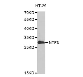 Western blot - NTF3 antibody from Signalway Antibody (38620) - Antibodies.com